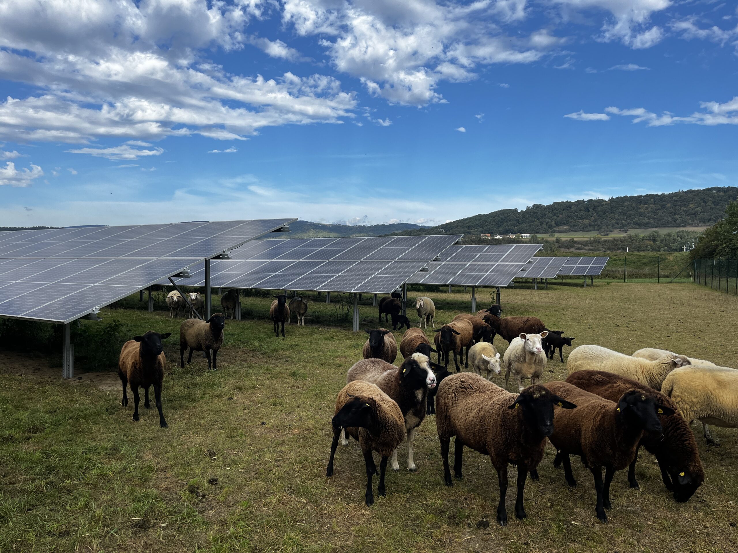Agri-PV_Pöchlarn_3