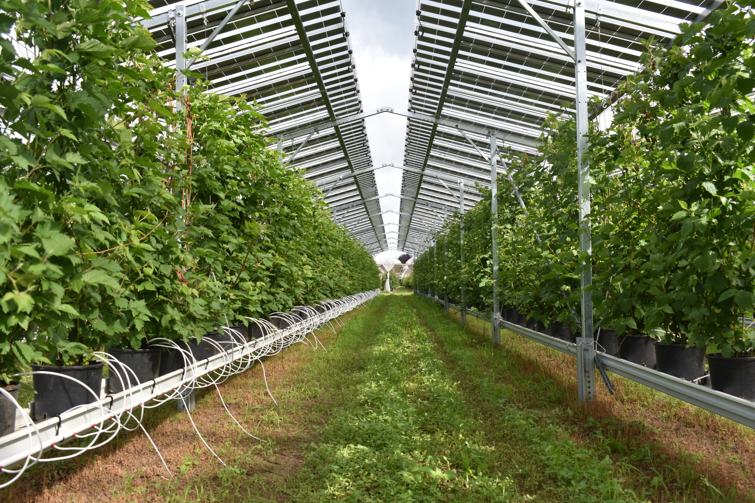 Agri-PV_Wurzer