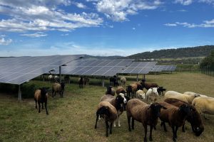 Agri-PV_Pöchlarn_3