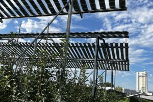 Agri-PV_Pöchlarn_5